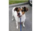 Adopt Mason a Rat Terrier