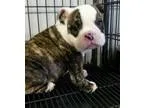 Gorgeous English bulldog puppies for sale