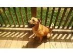 Adopt Chuck a Labrador Retriever Shepherd