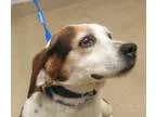 Adopt Pig a White - with Black Blue Heeler  Border Collie dog in