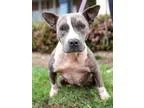 Adopt Kirstie a Staffordshire Bull Terrier Bull Terrier