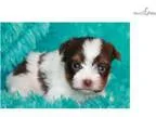 Kylo Ren Rover - Male Biro Yorkie Terrier for sale