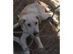 Adopt Pup Huey a Labrador Retriever