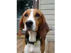 Adopt Maybelle a Tricolor (TanBrown and Black and White) Treeing