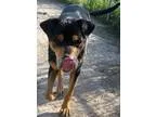 Adopt Baby Doll a Rottweiler Shepherd