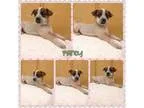 Adopt Fancy a Australian Cattle Dog (Blue Heeler) Boxer