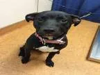 Adopt SHADOW a Labrador Retriever  Vizsla  Mixed dog in Sacramen