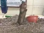 Adopt Winifred a Gerbil Gerbil