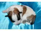 Coton Blue
