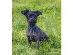 Adopt Princess a Black Poodle (Miniature)  Mixed dog in Lodi CA 