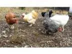 Adopt Voodoo and Vampira a Chicken