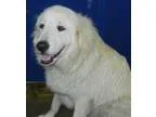 Adopt DONUT a White Great Pyrenees  Mixed dog in Granite Bay CA 