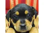 Adopt Mindy a Beagle Rottweiler