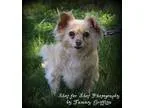 Adopt Cheri a TanYellowFawn Pekingese  Mixed dog in Lodi CA (153