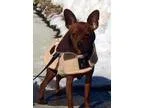 Adopt Rickey a Miniature Pinscher