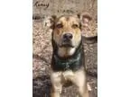 Adopt Jake a Shepherd Labrador Retriever