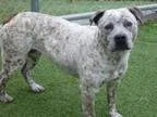 Adopt A643960 a Pit Bull Terrier  Australian Cattle Dog  Mixed d