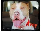 Adopt Troy a White - with Tan Yellow or Fawn Boxer  American Sta