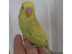 Hand fed parakeets for sale in Trussville Al