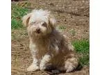 Adopt Paddington a White Poodle (Miniature)  Mixed dog in Lodi C