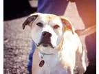 Adopt Sylvia a RedGoldenOrangeCh estnut - with White Labrador Re