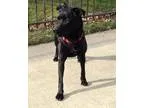 Adopt Erika a Labrador Retriever Shepherd