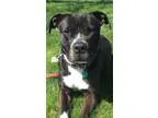 Adopt Oreo a Labrador Retriever Terrier