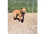 Adopt Diesel a Boxer Rottweiler