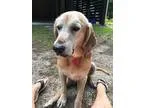 Adopt Gus a BrownChocolate - with Black Hound (Unknown Type)  Go