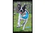 Adopt Cooper a White - with Black Blue Heeler  Mixed dog in Ship