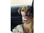 Adopt Fauna a Tortoiseshell Calico (short coat) cat in Orange CA
