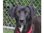 Adopt Watson a Labrador Retriever
