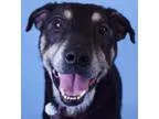 Adopt Bandit a Rottweiler