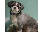 Adopt Daisy a Shih Tzu