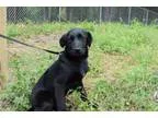 Adopt Pup Rachel a Labrador Retriever Shepherd