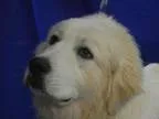 Adopt AVERY a Great Pyrenees