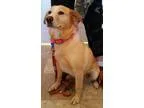 Adopt Rosie a Labrador Retriever