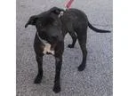 Adopt Emmy a Labrador Retriever