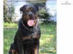 Cernys Rottweilers litter
