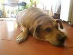 Adopt Jessica a Yellow Labrador Retriever Shepherd