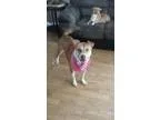 Adopt Meadow In Vernon BC a Cattle Dog Terrier
