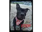 Adopt Cody a Black American Staffordshire Terrier  Mixed dog in 