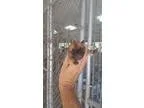 Adopt 6 Boxer Mix puppies a Boxer