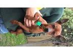 Adopt Jericho a RedGoldenOrangeCh estnut Miniature Pinscher  Mix