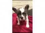 AKC Blue Piebald French Bulldog male puppy