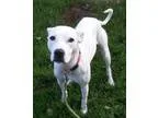Adopt Dot a White Labrador Retriever  Mixed dog in Oberlin OH (1