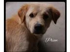 Adopt Prim a TanYellowFawn Golden Retriever  Terrier (Unknown Ty