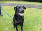 Adopt Duke a Labrador Retriever Rottweiler