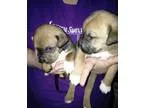 Adopt Airi s Puppies Preview a Rhodesian Ridgeback  Labrador Ret