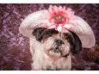 Adopt Virginia a Shih Tzu